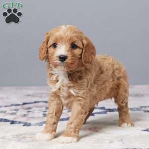 Duke, Cavapoo Puppy